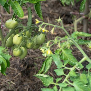 fresh green tomatoes on a branch in the garden