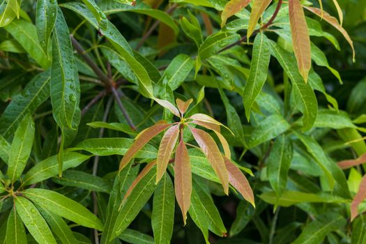 young mango leaves and green mango leaves at the back on the tree