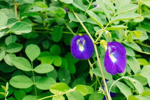 blooming purple butterfly pea flower on green leaf background