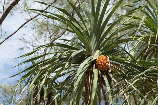 yellow seashore screwpine fruit with green leaves the tree at the beach