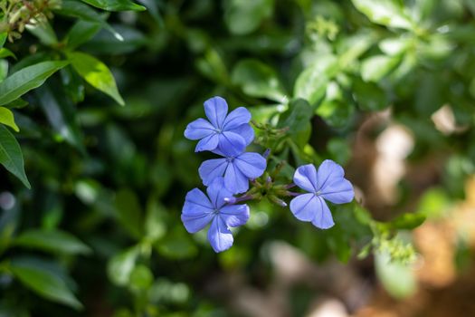 beautiful small flower blooming in the natural garden
