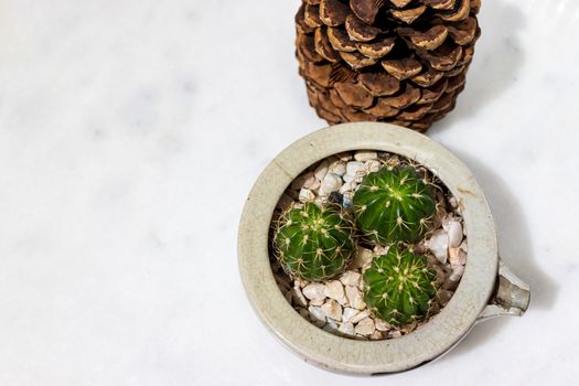 Green cactus in a white ceramic pot on a white marble table