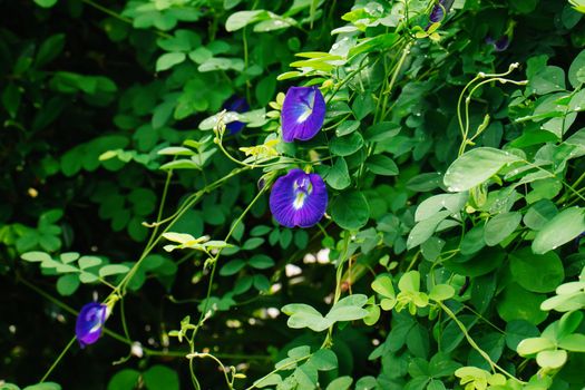 blooming purple butterfly pea flower on green leaf background