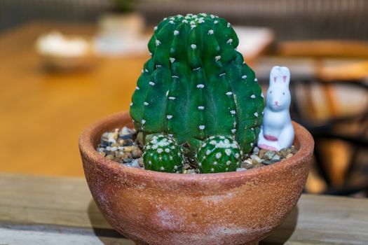 Green cactus in a brown clay pot on a wooden table