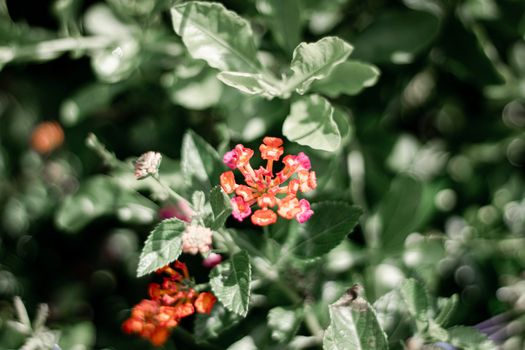 beautiful small flower blooming in the natural garden