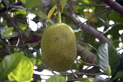 A single jackfruit on a branch and green leaves background