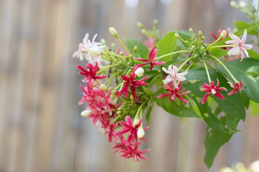 beautiful small flower blooming in the natural garden