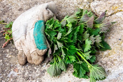 Work glove with nettle (Urtica dioica)