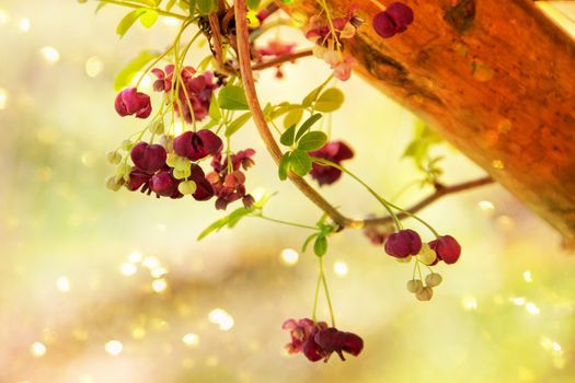 Akebia quinata - Chocolate vine