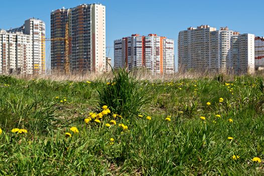 Field overgrown with green grass and dandelion flowers against the background of multi-storey residential buildings