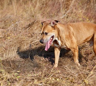 American pit bulls outdoors,  dog runs on dry yellow grass