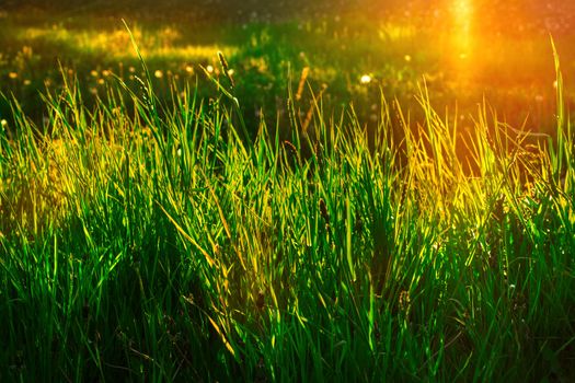 The low evening sun illuminates the green grass on a summer evening