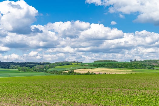 landscape view, green plants and blue sky with clouds.