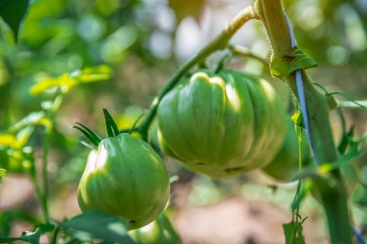 growing tomatoes in organic quality without chemicals in a greenhouse on the farm. healthy food, vegetables.