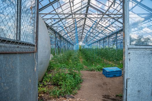 greenhouse on the farm for growing healthy vegetables without chemistry in organic quality.