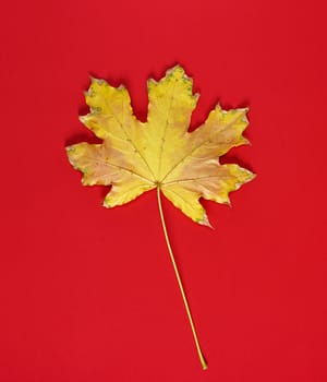 one yellow dry leaf of a maple on a red background, autumn collection