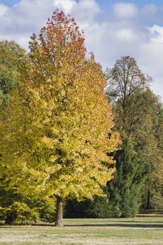 a brown golden tree in the indian summer with blue sky