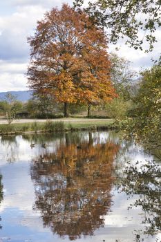 a brown golden tree in the indian summer with blue sky