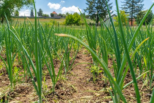 growing organic onions on a pesticide-free farm.