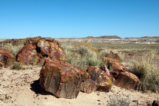 Petrified logs in the painted desert