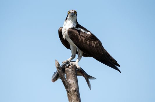 An osprey eating a fish it caught.