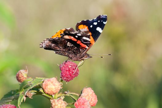 A red admiral butterfly feeding on a raspberry.