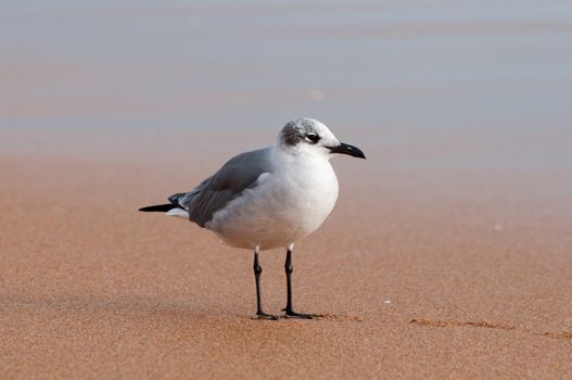 A laughing gull standing on a sandy beach.