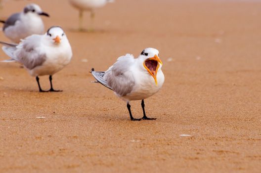 Royal tern on a sandy beach.