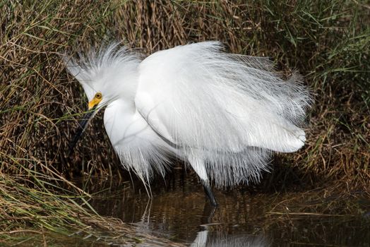 A snowy egret at Canaveral National Seashore salt marsh.