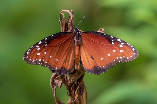 a queen butterfly on a dried up stalk