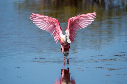 A roseate spoonbill wading through water.