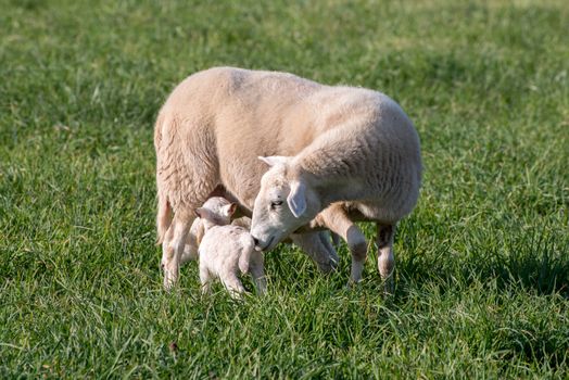 Ewe nursing her lamb in a grassy field.