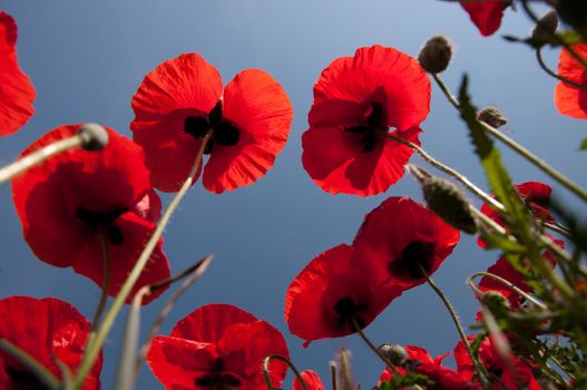 Red poppies and blue sky