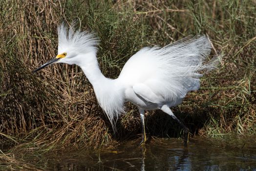 A snowy egret at Canaveral National Seashore salt marsh.