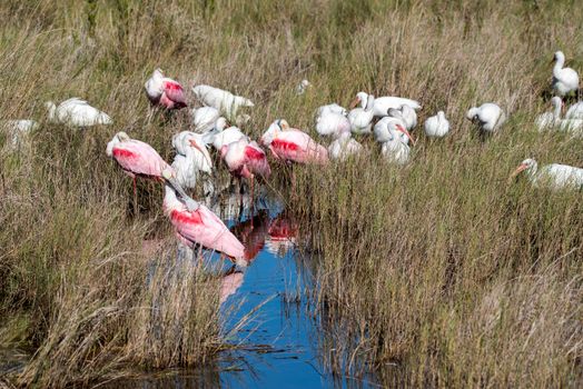 Roseate spoonbills and white ibis in a salt marsh.