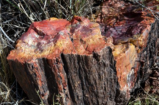 Petrified logs in Petrified Forest National Park.