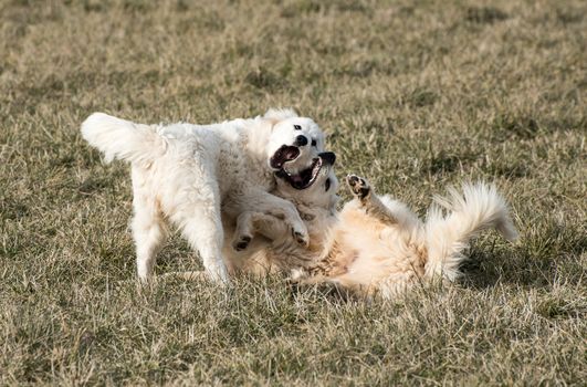 An adult and juvenile pyrenees dogs playing.