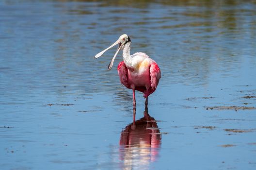 A roseate spoonbill wading through water.