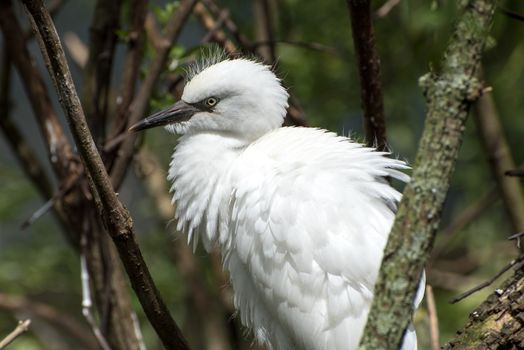 young snowy egret