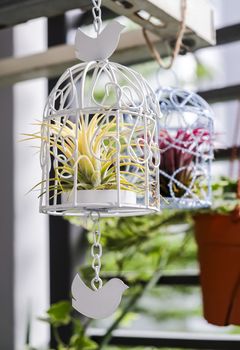 Tillandsia in bird cage decoration in the small garden at balcony