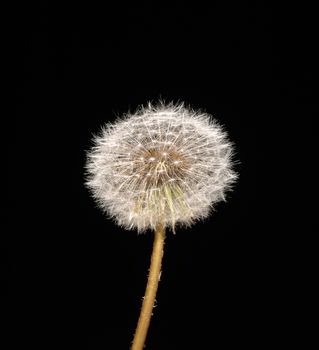 fluffy dandelion on black background, isolated