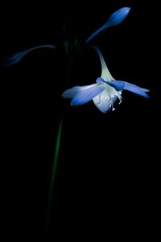 one flower cornflower close-up on a black background