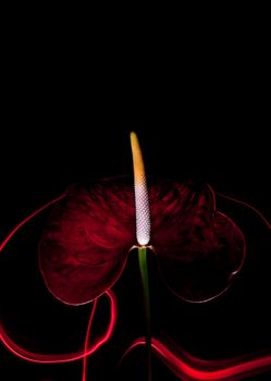 one flamingo flower close-up on a black background