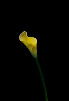 one yellow calla flower close-up on a black background