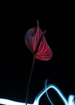 one flamingo flower close-up on a black background