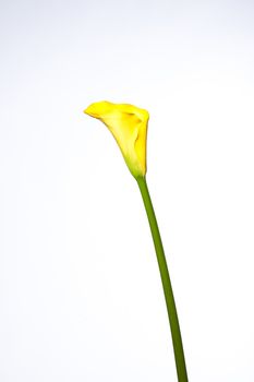 one yellow calla flower close up on a white background
