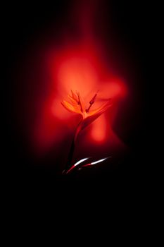 one red flower close-up on a black background