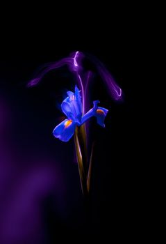 one blue iris flower closeup on a dark background