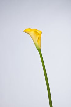 one yellow calla flower close up on a white background