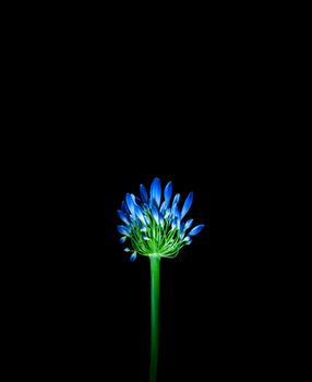 one blue flower close-up on a black background